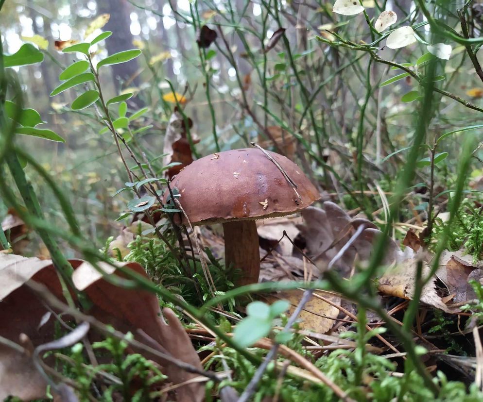 Siedlecki sanepid przypomina zasady bezpiecznego grzybobrania