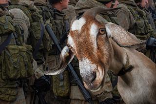 Ukraińska koza bohaterką! Poszła na spacer i... wysadziła rosyjskich żołnierzy