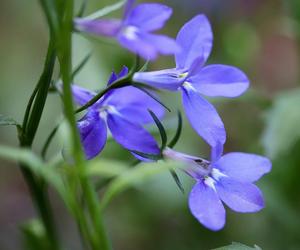 Lobelia przylądkowa