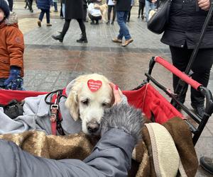 WOŚP 2024 w Krakowie. Grupa Golden Retriever opanowała cały Rynek Główny!