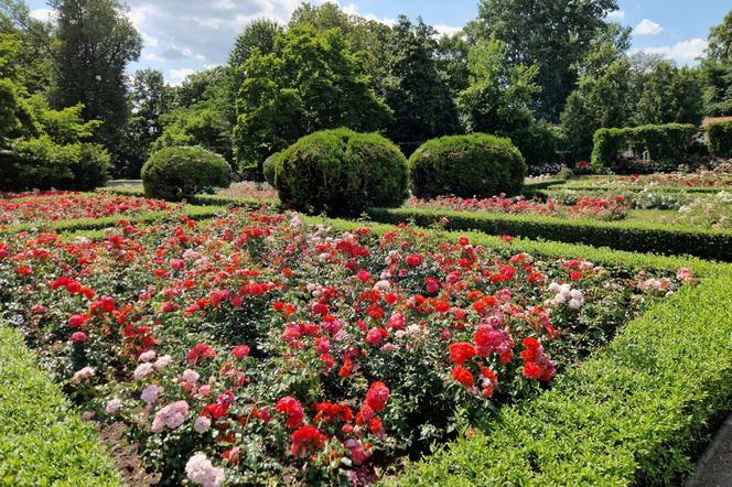 Różanka w Parku Skaryszewkim