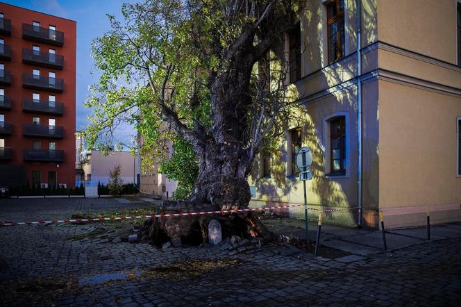 Polska pod naporem wichur! Strażacy nie mieli chwili wytchnienia