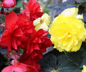 Begonia bulwiasta
