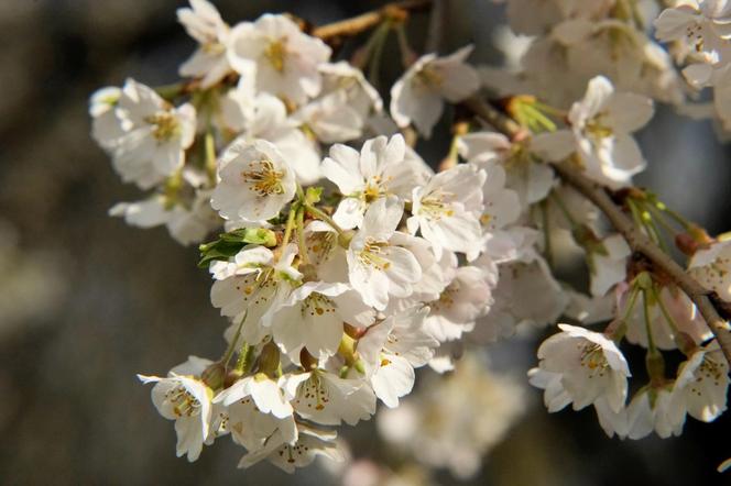 Już 1 kwietnia po zimowej przerwie otwiera się wrocławski Ogród Botaniczny UWr! Co będzie się działo? Ile kosztują bilety?