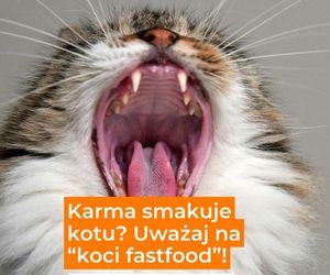 Karma naprawdę mocno smakuje Twojemu kotu? A może to... koci fastfood?