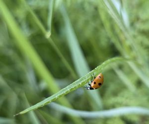 Łąki kwietne na Podkarpaciu