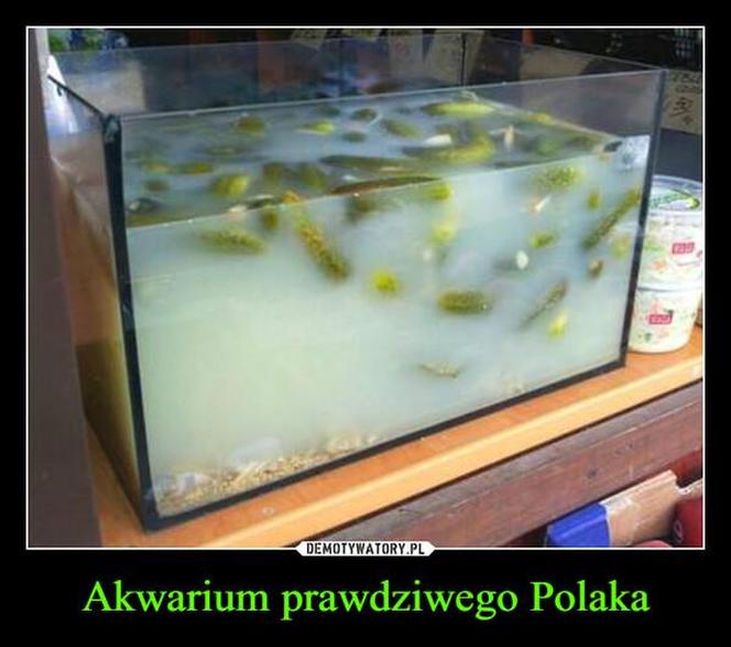 Tak się śmieją z Polski i Polaków! TOP 40 najśmieszniejszych memów