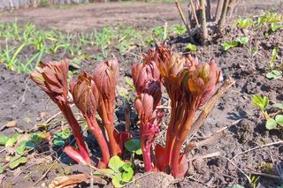 Chcesz mieć ocean kwitnących  piwonii w ogrodzie? Ta wiosenna pielęgnacja gwarantuje obfite kwitnienie