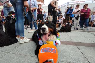 Berneńskie psy pasterskie opanowały Rynek w Tarnowie