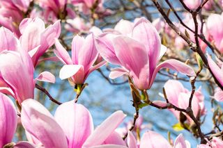 Wiosenna odżywka do magnolii. Olbrzymie i mięsiste kwiaty szybko zakwitną. Każdy będzie chciał sobie zrobić zdjęcie na tle tego pięknego drzewka