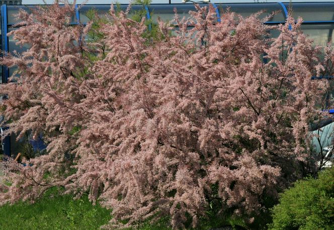 Tamaryszek drobnokwiatowy