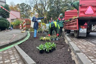 Zamiast asfaltu klomby z roślinami. Zmiany na Tylnej i Wałowej w Lesznie [ZDJĘCIA]