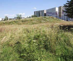 Kontakt z tą rośliną powoduje oparzenia i straszny ból. Ukrywa się wśród traw