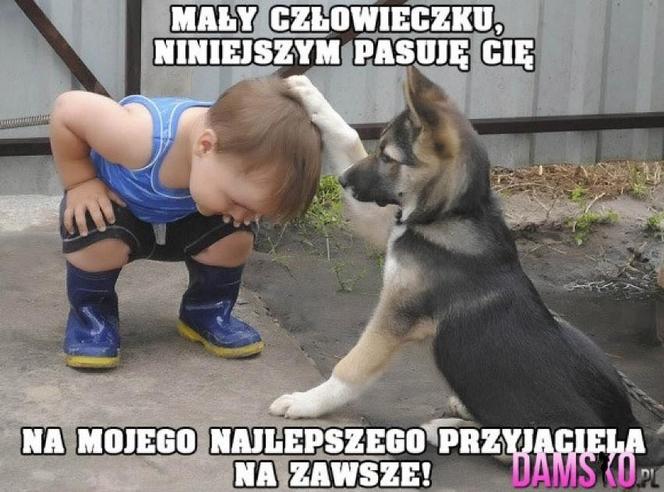 Chcesz poprawić sobie humor? Te memy ze zwierzętami rozbawią cię do łez!