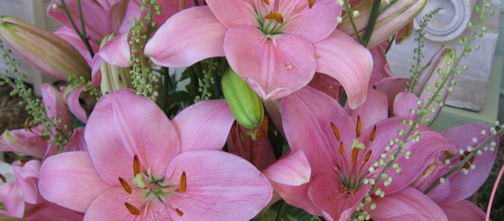 Lilia 'Algarve'