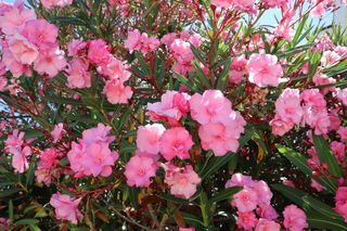 Oleander podlewanie - jak często podlewamy oleander? Czy oleander lubi mokro?