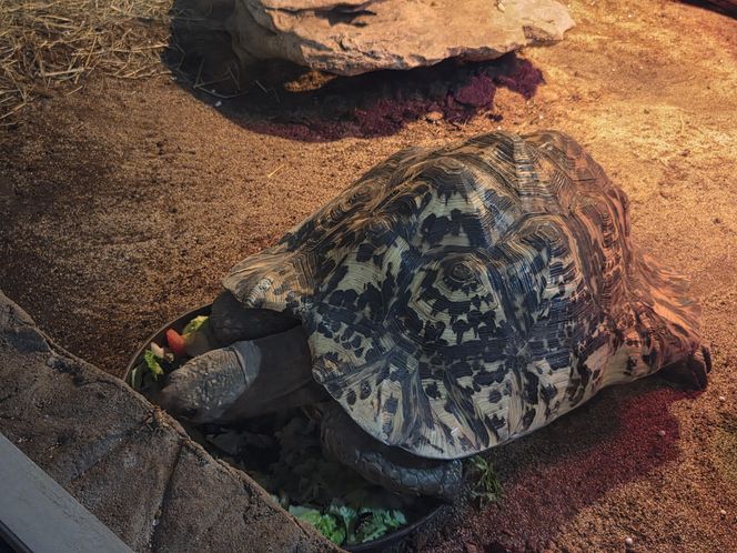 Egzotyczny świat na wyciągnięcie ręki! Zaglądamy do akwarium-terrarium w Myślęcinku