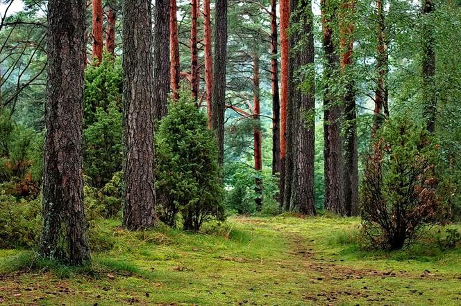 Warmińsko-mazurskie: Blisko 100 tys. zł strat w wyniku tzw. szkodnictwa leśnego