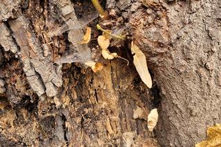 Lipa drobnolistna zniknie z parku Jordana. „Jedynym rozwiązaniem jest usunięcie drzewa”