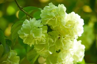 Hortensja bukietowa - odmiany