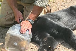  Niewiarygodne spotkanie z niedźwiedziem! Musisz to zobaczyć