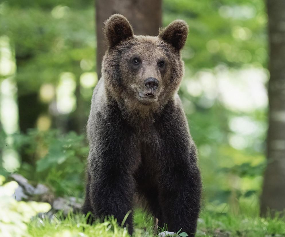 Wójt chce odstrzału niedźwiedzi w Bieszczadach. Przyrodnicy łapią się za głowy