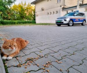 Garfield szybko zdobył należne mu miejsce w komendzie Straży Miejskiej w Świdniku