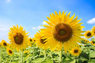 SŁONECZNIK - właściwości lecznicze kwiatów słonecznika