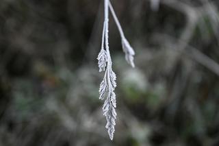 Poranne przymrozki w Przemyślu w obiektywie. Zobaczcie zdjęcia 