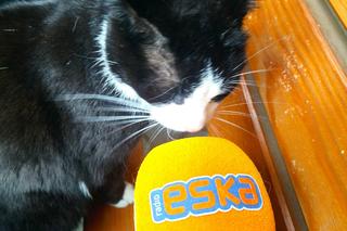 Schronisko Dla Zwierząt w Toruniu prosi o wsparcie. Potrzeba m.in. domów dla kociaków