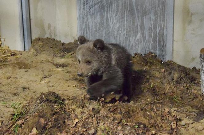 Miśka zostanie gwiazdą zoo