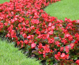 Sezonowe kwiaty balkonowe, które nadają się na rabaty ogrodowe: pelargonie, begonie, petunie, werbeny
