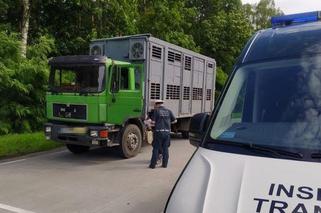 Świnie przesiadły się do innej ciężarówki. Kontrolerzy ITD zatroszczyli się o zwierzęta