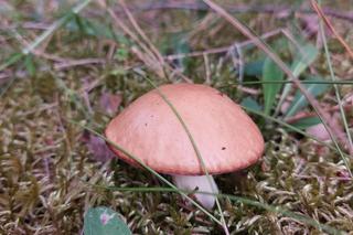 Grzyby w Lubuskiem - okolice Strzelec Krajeńskich