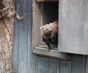 Nowy mieszkaniec warszawskiego zoo. Już niebawem będzie można zobaczyć galidię