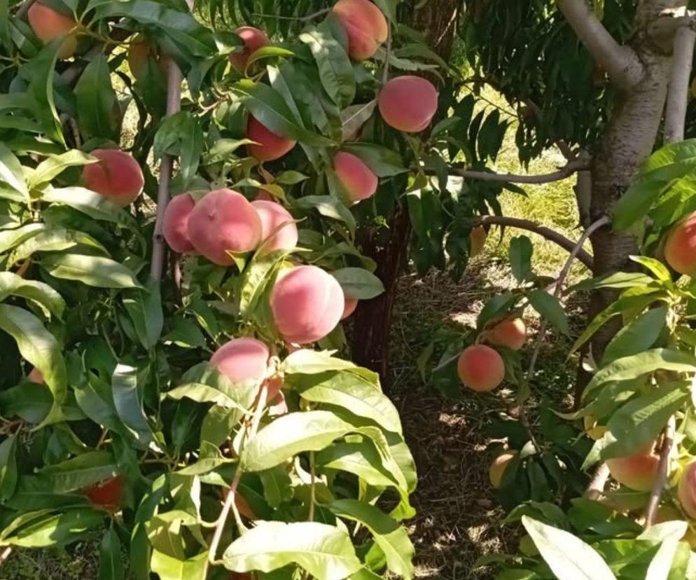 Brzoskwinie dojrzewające na drzewach w sadzie, symbolizujące pracę rolnika i perspektywy finansowe dla młodych gospodarzy. Więcej o wsparciu dla rolników przeczytasz na Super Biznes.