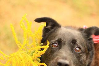 Eurydyka czeka na nowy dom. Adoptuj psa ze schroniska w Białymstoku
