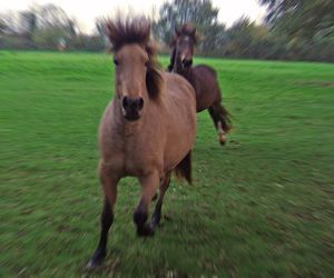 Tragiczny wypadek. Nie żyje 4-letni chłopiec staranowany przez konia