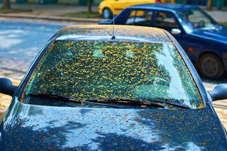 Żółty pył osiada na samochodach i oknach. Co to jest i czym grozi?