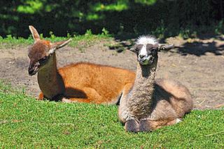 Nowi mieszkańcy warszawskiego zoo