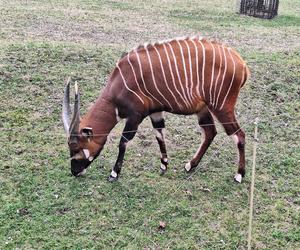 Chorzowskie zoo budzi się do życia ZDJĘCIA