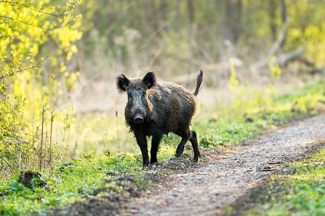 W tym małopolskim lesie polowali niegdyś królowie. Dziś hodują tam żubry 