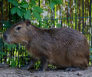 Kapibary przejmują łódzkie ZOO! Do dwóch samic dołączył samiec