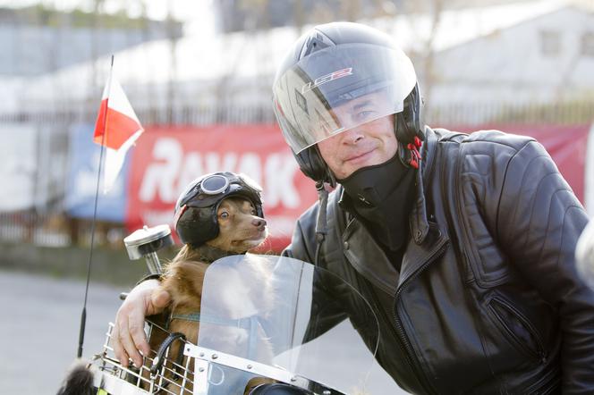 Pies, który jeździł motorem