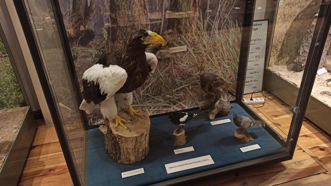 Muzeum Przyrody w Olsztynie. Poznajcie faunę oraz florę Warmii i Mazur