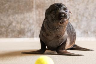 We wrocławskim zoo urodził się kotik afrykański! Zobaczcie, jaki jest uroczy [ZDJĘCIA]