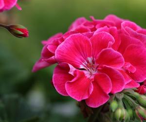 Można przygarnąć pelargonie