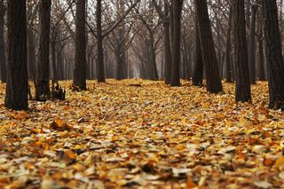 Lasy koło Ciechocinka