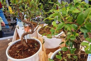 Co można było kupić na targach roślin w Rzeszowie.