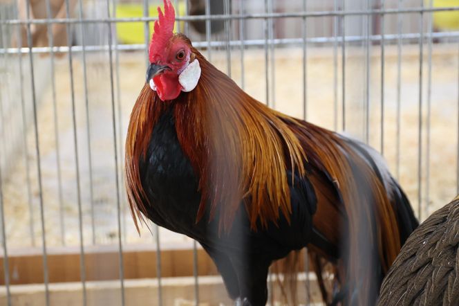 ZooPark ponownie przyciągnął do Targów Lublin tłumy miłośników zwierząt